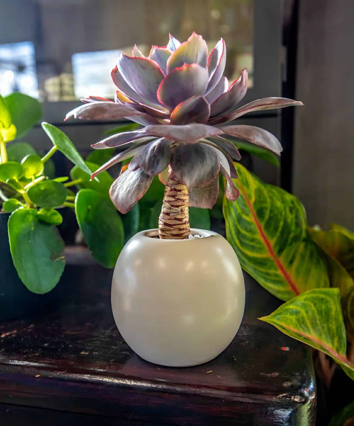 Gallery image 5 — best garden shop in Dallas