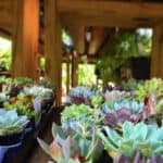 Gallery image 8 — best garden shop in Dallas