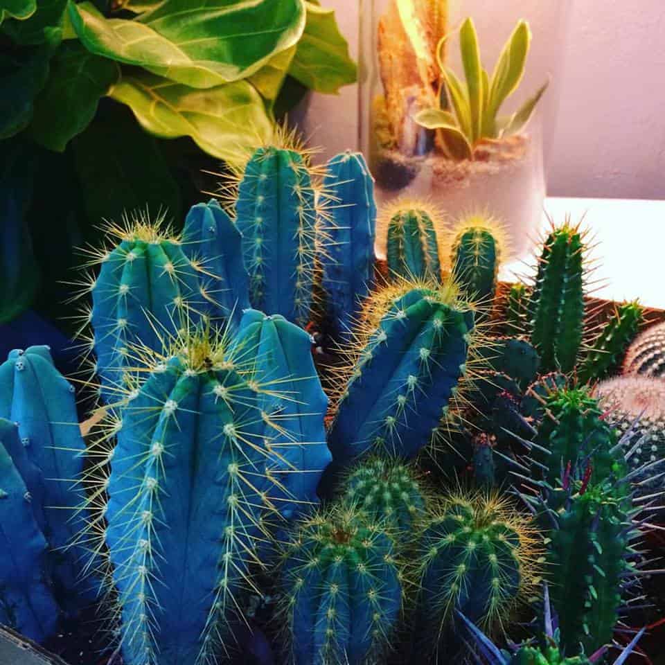 Gallery image 9 — best garden shop in Dallas