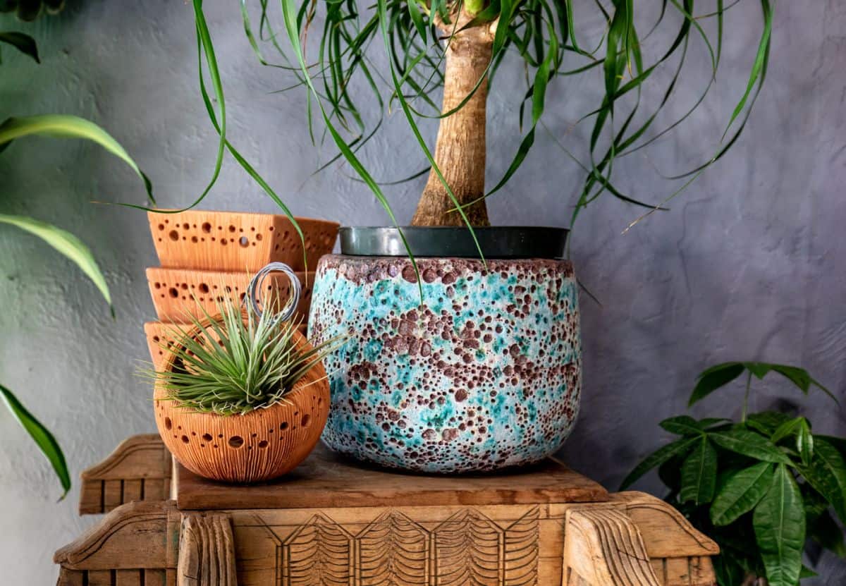Gallery image 12 — best garden shop in Dallas