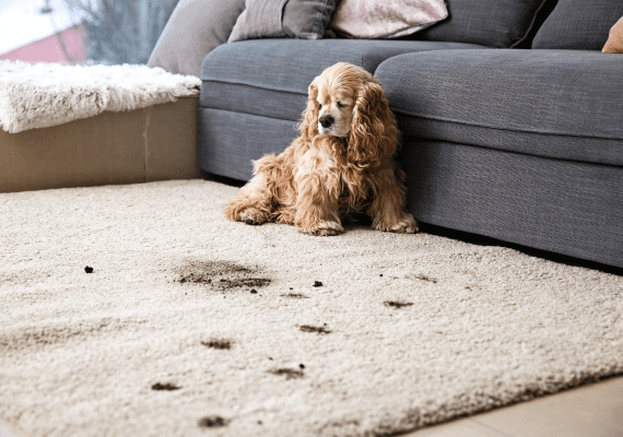 Gallery image 1 — floor cleaning in Austin Metro Area