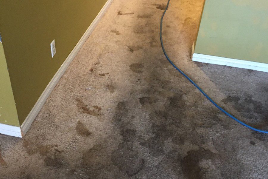 Gallery image 1 — area rug cleaning Los Angeles
