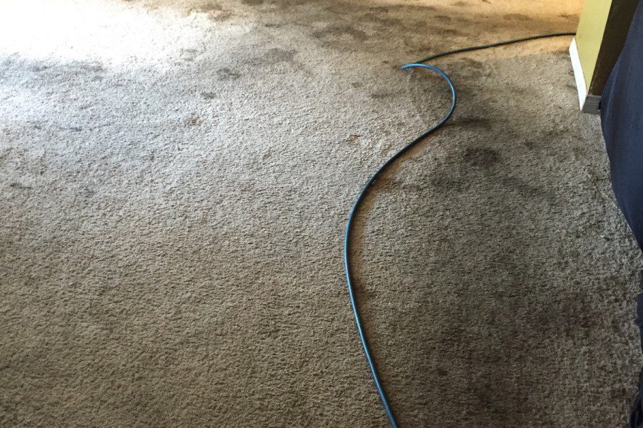 Gallery image 4 — area rug cleaning Los Angeles