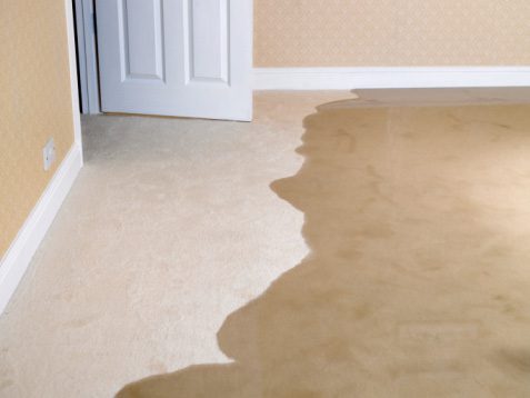 Gallery image 5 — area rug cleaning Los Angeles