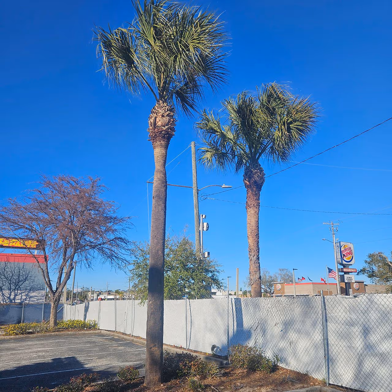 About tree trimming near me Tampa