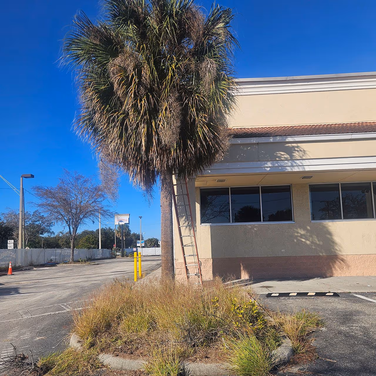 Gallery image 15 — tree trimming near me Tampa