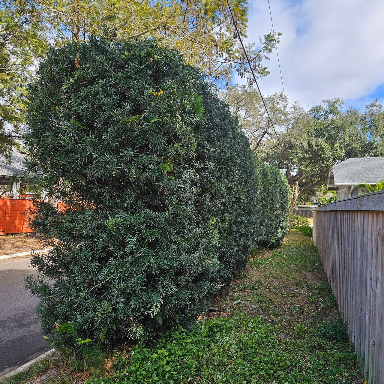 Gallery image 10 — tree trimming near me Tampa