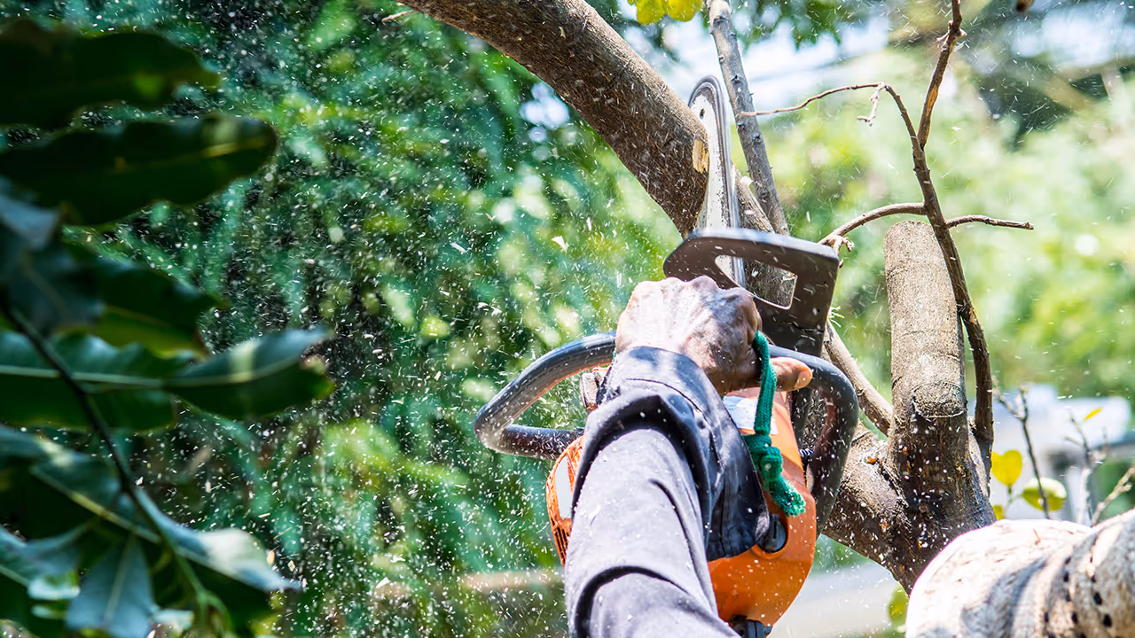 Gallery image 1 — tree trimming near me Tampa