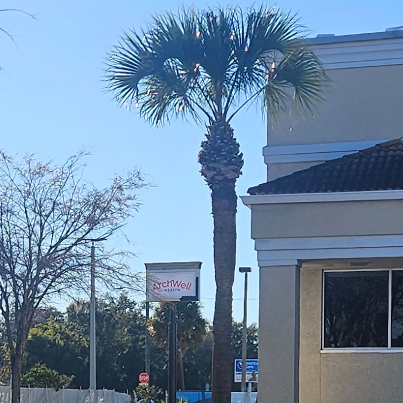 Gallery image 3 — tree trimming near me Tampa