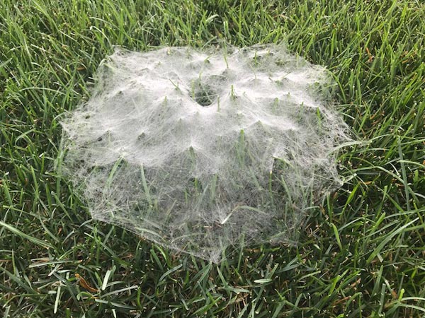 Gallery image 4 — bed bug treatment Illinois