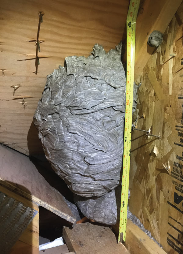 Gallery image 3 — bed bug treatment Illinois