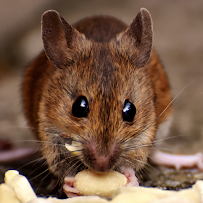 emergency pest control in Supreme Pest Solutions