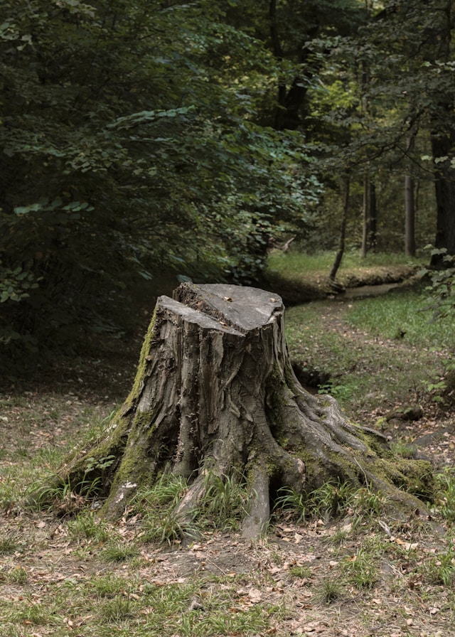 Gallery image 7 — tree health treatment Cook County