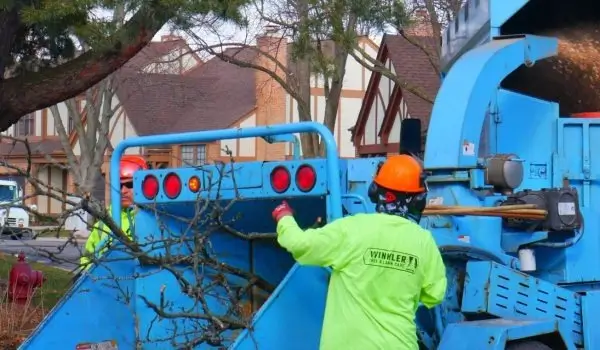 About tree health treatment Cook County
