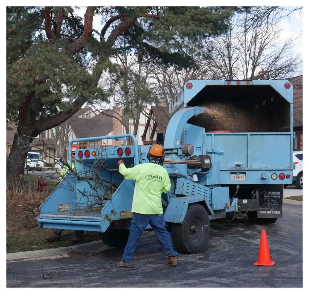 Gallery image 2 — tree health treatment Cook County