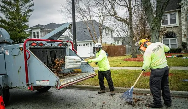 Gallery image 5 — tree health treatment Cook County