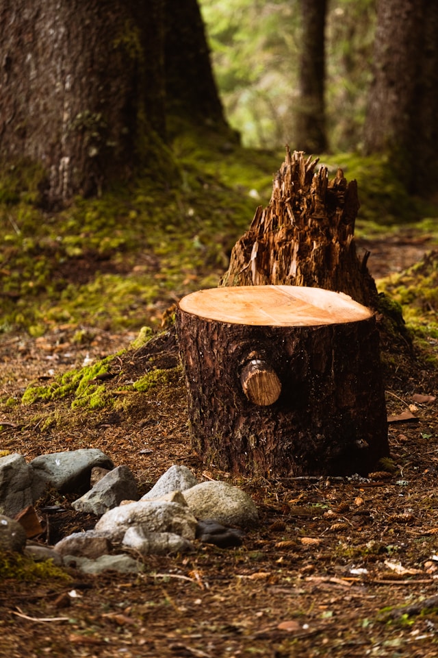 Gallery image 4 — tree health treatment Cook County