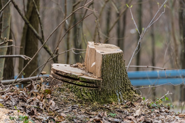 Gallery image 6 — tree health treatment Cook County
