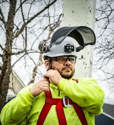 Gallery image 8 — tree health treatment Cook County