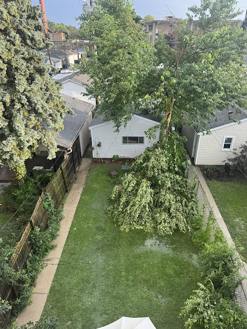 Gallery image 3 — affordable tree pruning near me