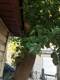 About affordable tree pruning near me