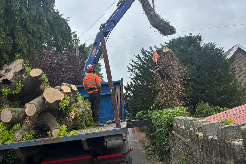 affordable tree pruning near me