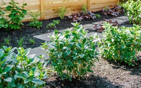 Gallery image 12 — best organic lawn care in Chicagoland