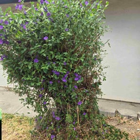 Gallery image 12 — licensed landscapers near me