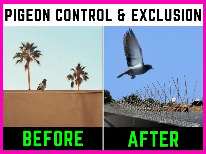 Gallery image 2 — pigeon control Fountain Hills
