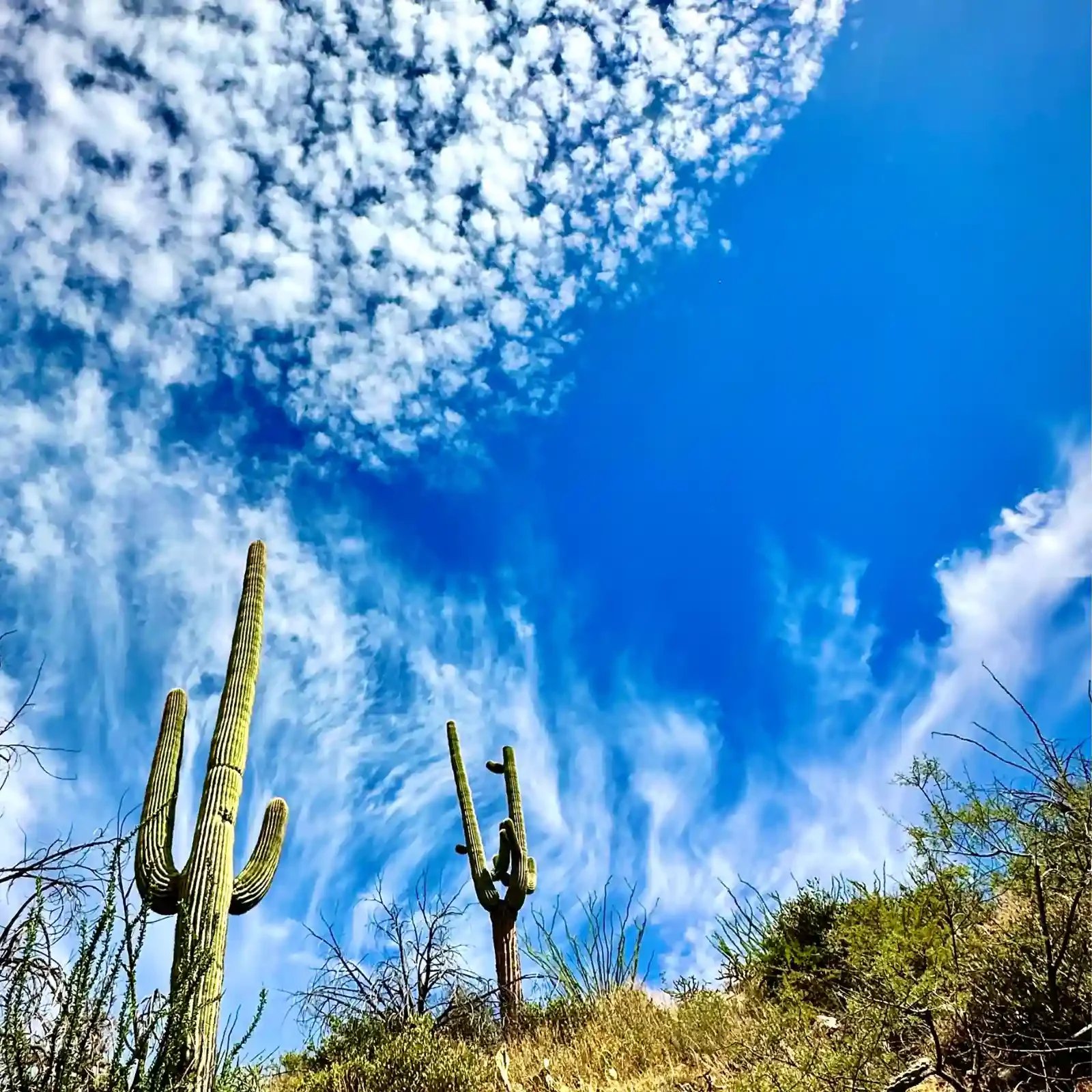 pigeon control Fountain Hills