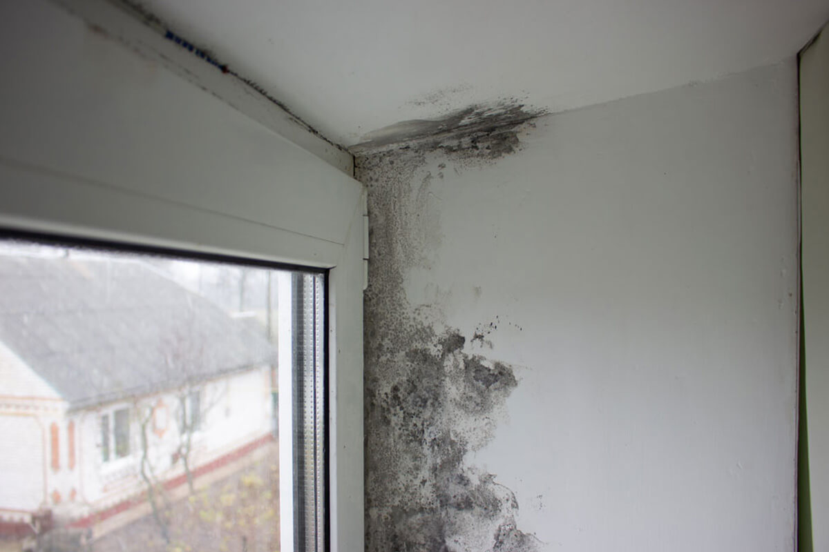 Gallery image 2 — air quality inspection Pro Attic LLC