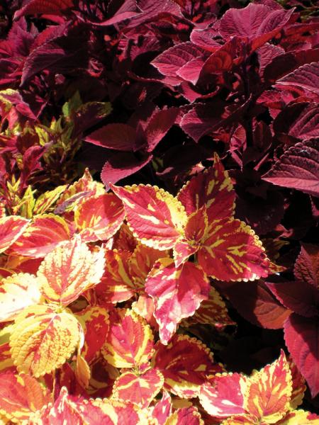 Gallery image 5 — full service landscape design Chicago