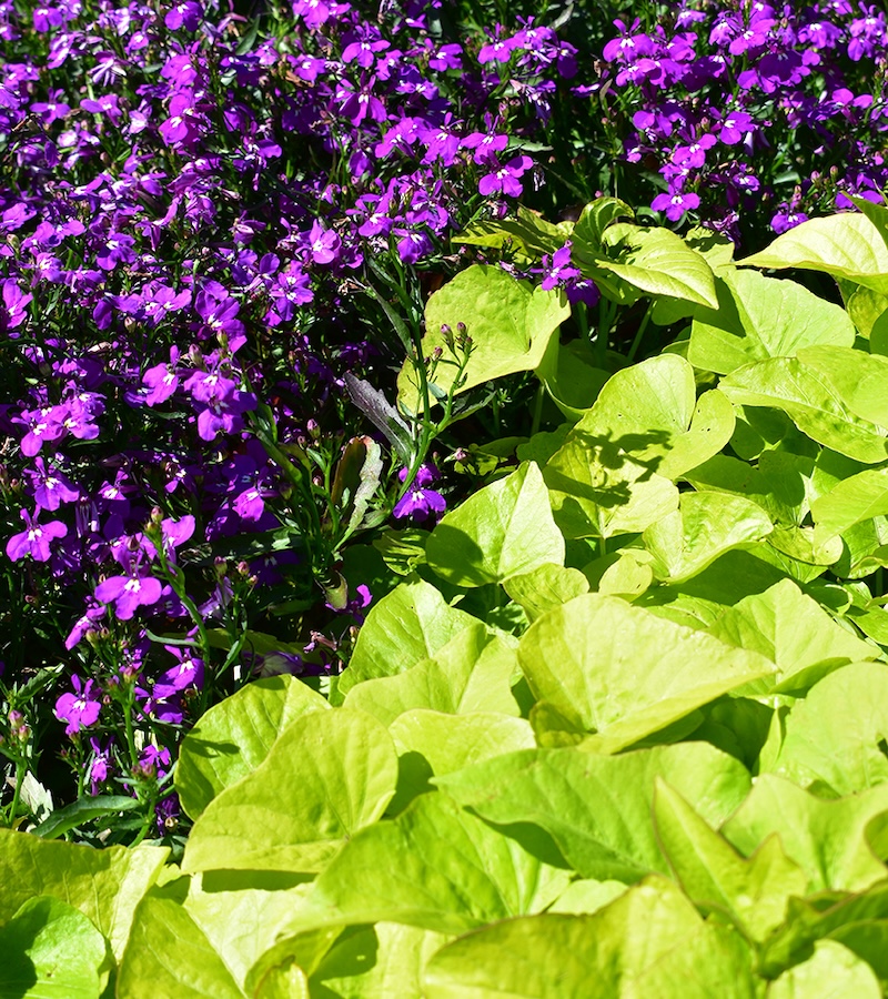 Gallery image 7 — full service landscape design Chicago