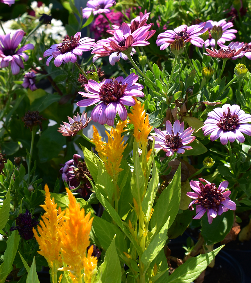 full service landscape design Chicago