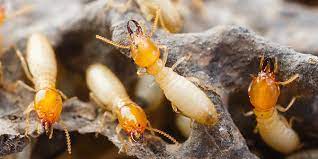 Gallery image 4 — termite inspection San Antonio
