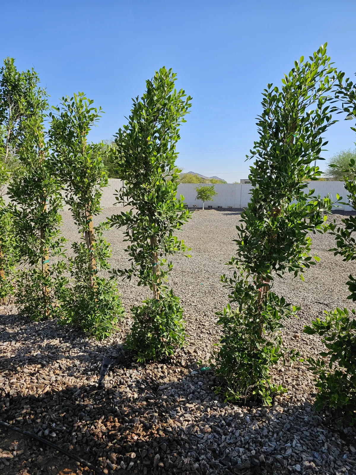 Gallery image 12 — irrigation repair Arizona