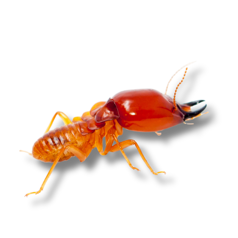 Gallery image 1 — cockroach control Leander