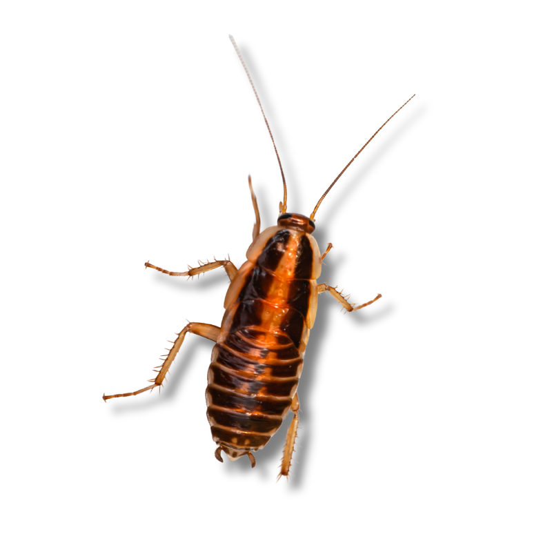 Gallery image 8 — cockroach control Leander