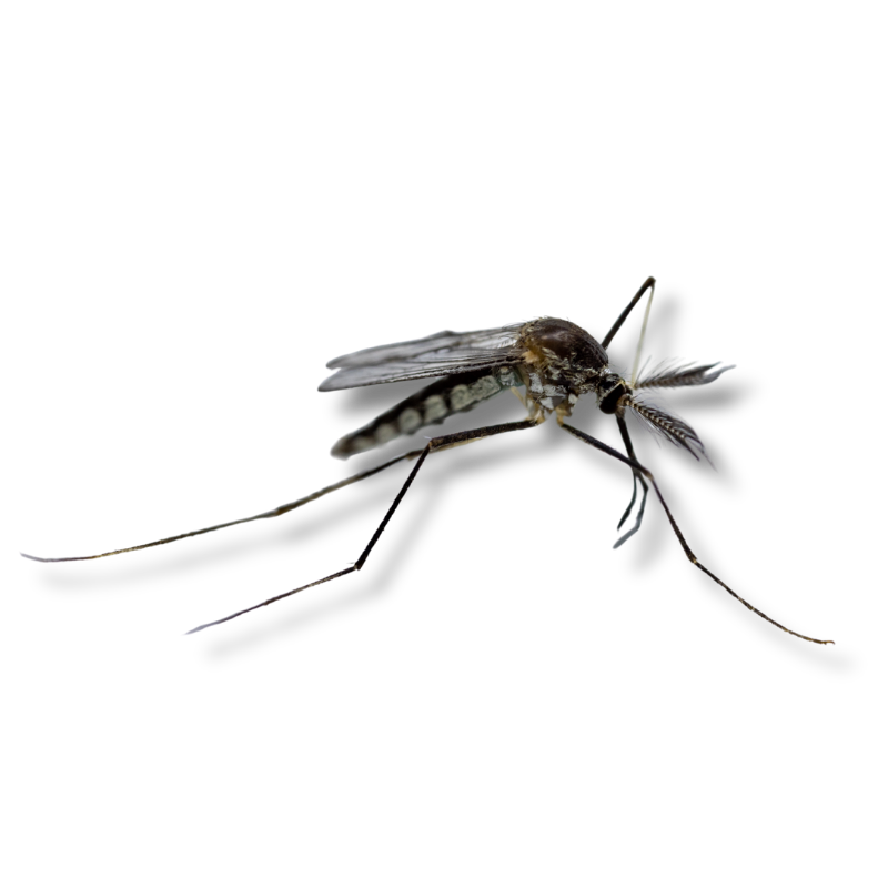 Gallery image 7 — cockroach control Leander