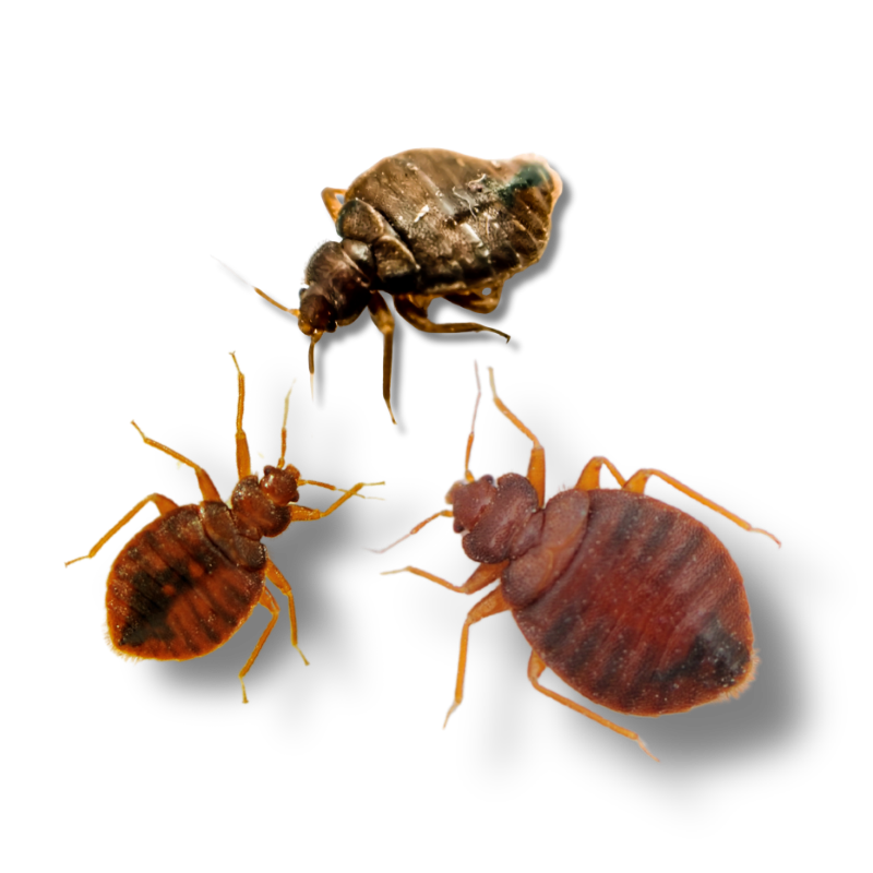 Gallery image 4 — cockroach control Leander