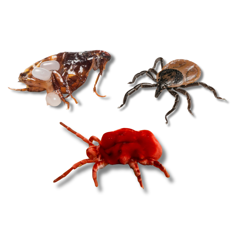 Gallery image 3 — cockroach control Leander