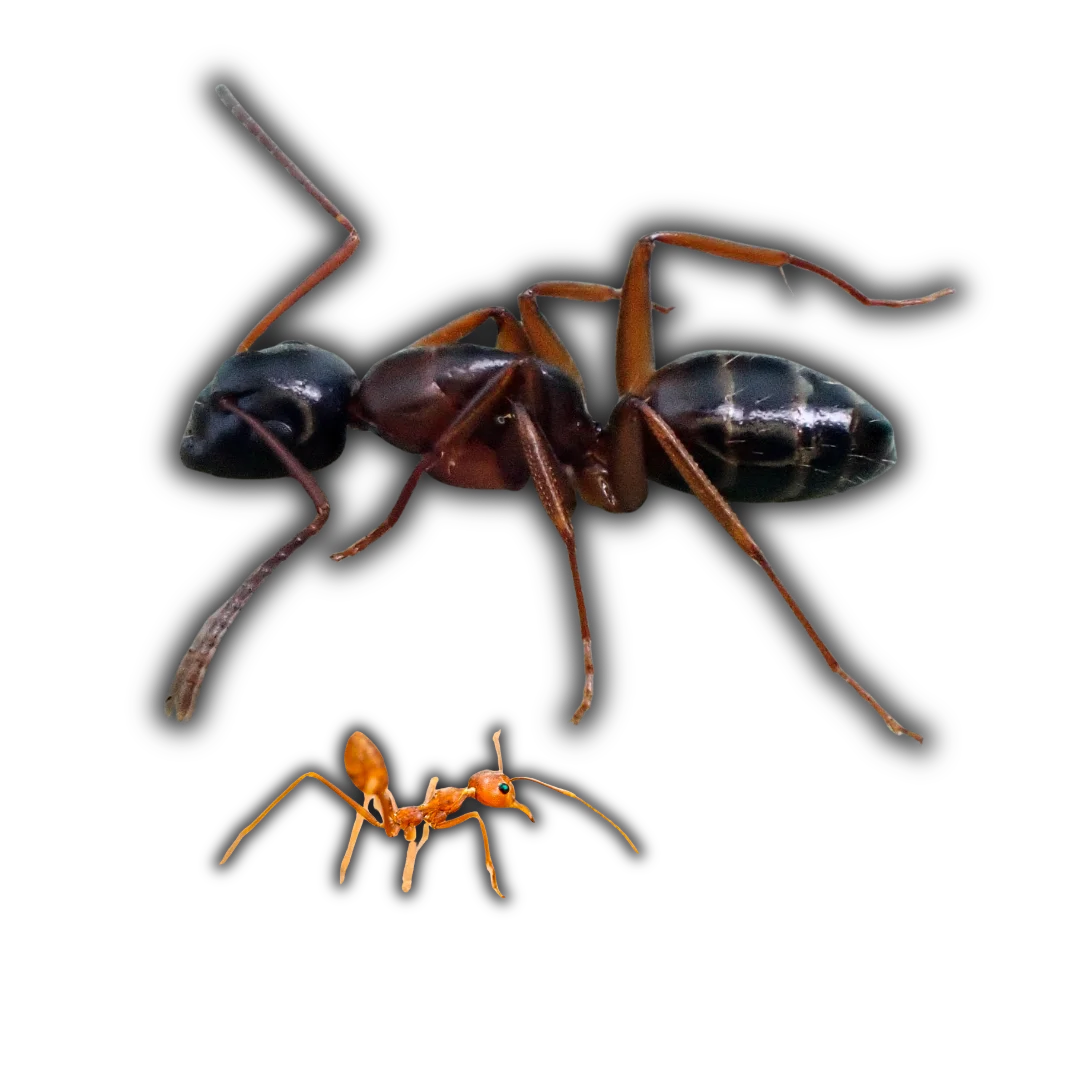 Gallery image 2 — cockroach control Leander
