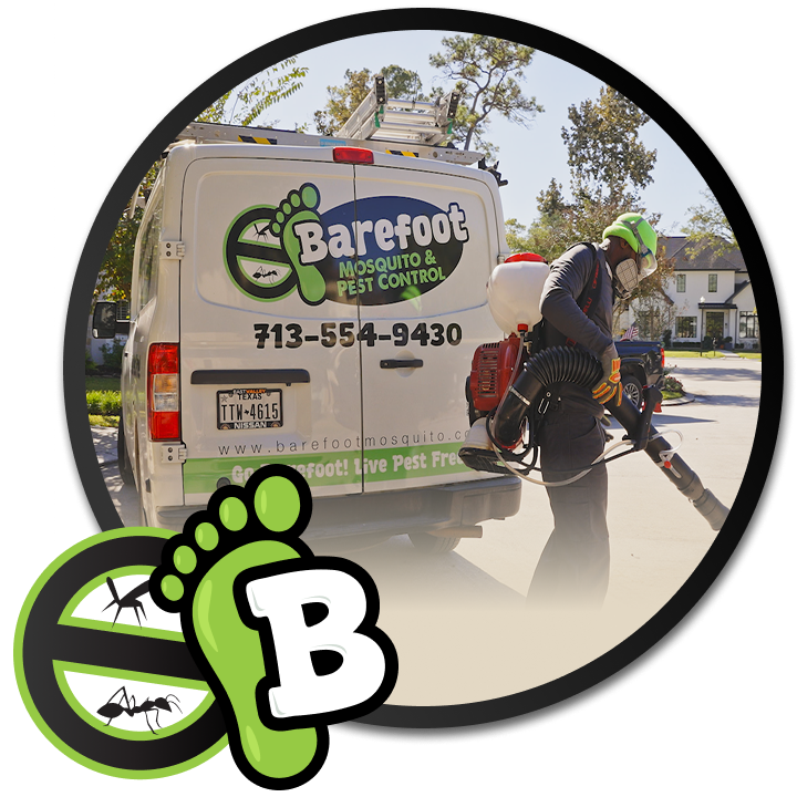 Gallery image 3 — spider extermination Marble Falls