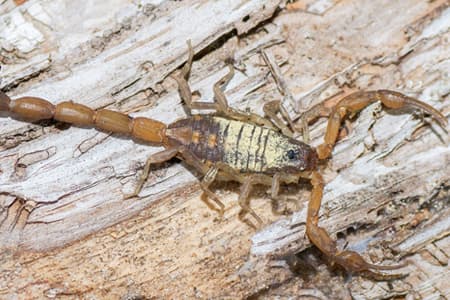 Gallery image 6 — cockroach exterminator Central Texas