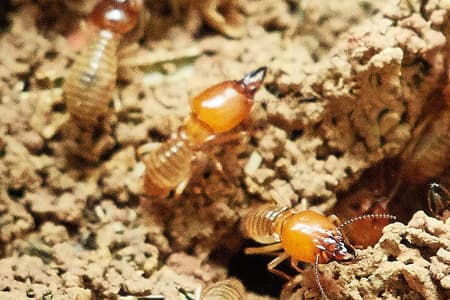 Gallery image 2 — cockroach exterminator Central Texas