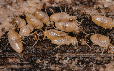 Gallery image 7 — cockroach exterminator Central Texas