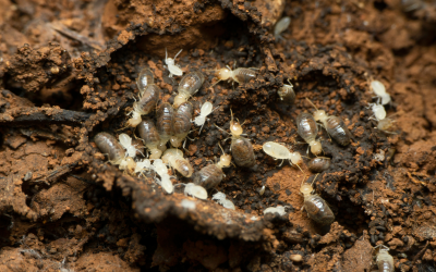 Gallery image 9 — cockroach exterminator Central Texas