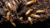 Gallery image 8 — mosquito control South Austin