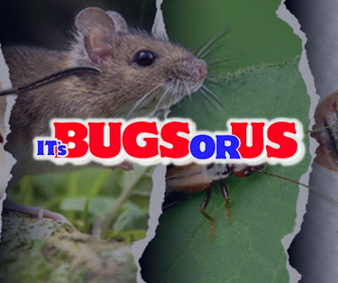 Gallery image 3 — mosquito control South Austin