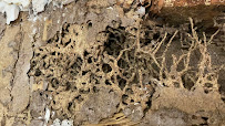 Gallery image 2 — mosquito control South Austin